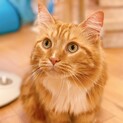 【動画】おもちゃ大好き♪ かっこいいメインクーン