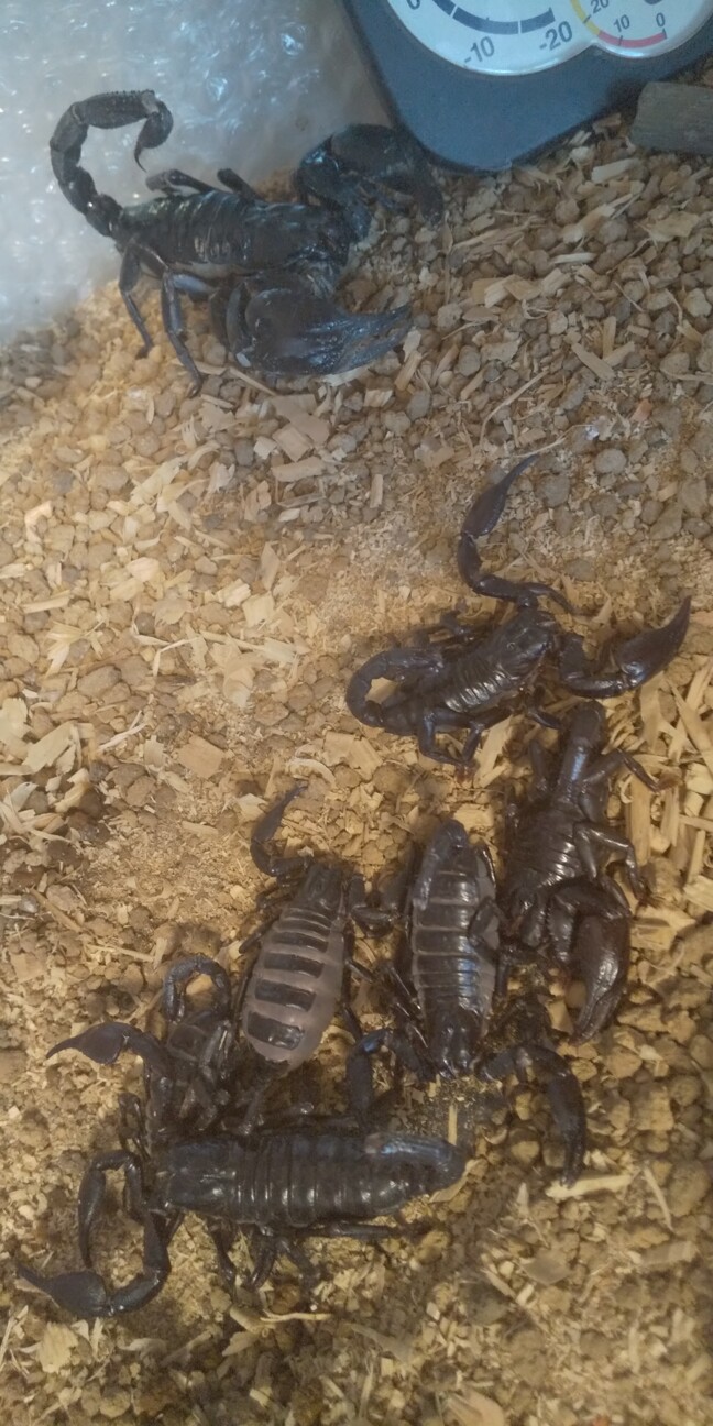 チャグロサソリベビー　問い合わせ多数のため一時終了 サムネイル2