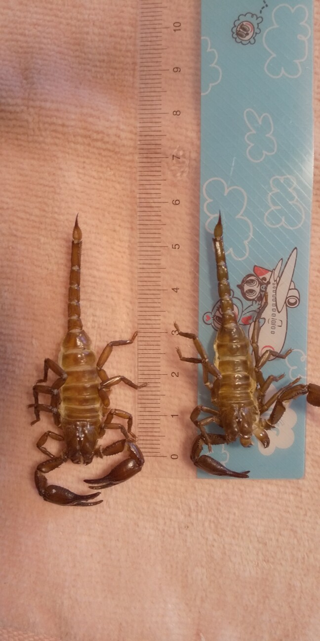 チャグロサソリベビー　問い合わせ多数のため一時終了 サムネイル4