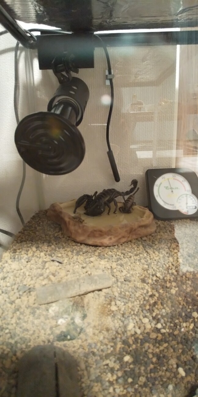 チャグロサソリベビー　問い合わせ多数のため一時終了 サムネイル5