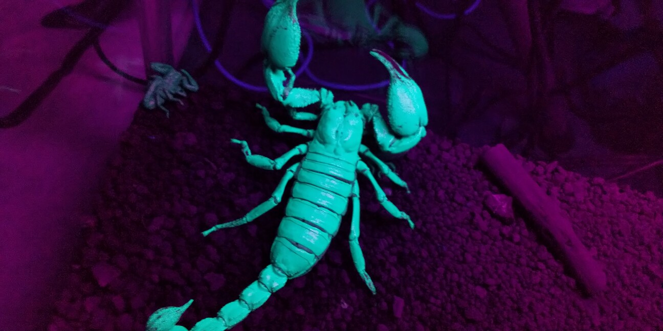 チャグロサソリベビー　問い合わせ多数のため一時終了 サムネイル7