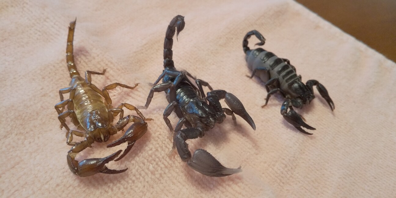 チャグロサソリベビー　問い合わせ多数のため一時終了 サムネイル3