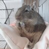 くに君 さん