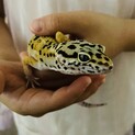 オス2月生まれ レオパ ノーマル色