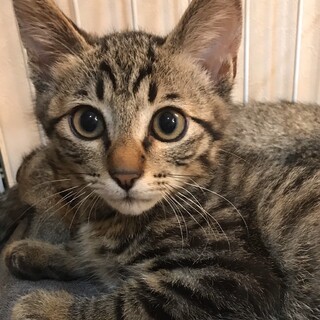 【代理投稿】少し変わったキジ柄＆イケメン君です！