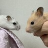 ばぶちゃのママ