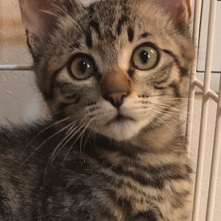 【8/9譲渡会】イケメンキジ猫くんです！