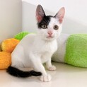 【動画】とっても美しいお顔のイケメン子猫ちゃん♂