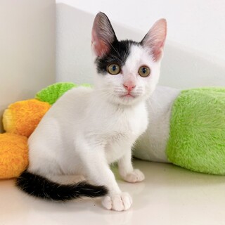 【動画】とっても美しいお顔のイケメン子猫ちゃん♂