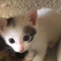 再募集　1.5か月ほどの子猫保護しました！