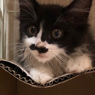 長毛黒白のイケメン　シラー君