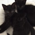 黒猫姉妹