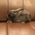 ◇うさぎ◇生後約2ヶ月　ネザーランドドワーフ
