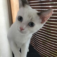 ルル