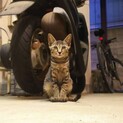 緊急里親募集！！母猫と子猫４匹