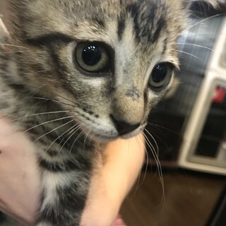 やんちゃ盛り☆かわいいせつくん