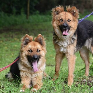 シェパートmix の兄妹　1才