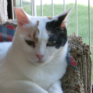 清楚な三毛メリー　多頭飼育からの救済を！（動画有）