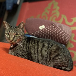 甘えん坊のまりちゃん