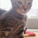 家族に迎え入れてくださる方