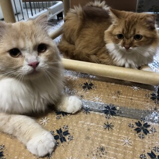 仲良しペルシャ風二匹オスメス手術済おっとりスリスリ