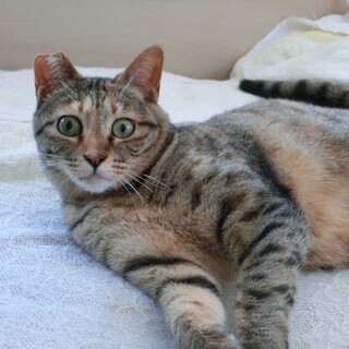 陽気なモコ　多頭飼育からの救済を！（動画有）