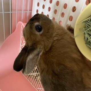里親募集です。