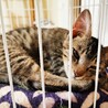 動画）キジトラの仔猫。べたべた甘えた猫です。 サムネイル3