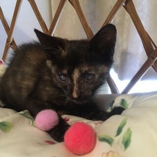 ☆サビ猫の小さな女の子をもらってください☆