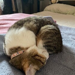 綺麗な丸
