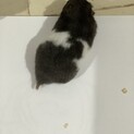 ヘテロアルビノ長毛シリアンハムスター