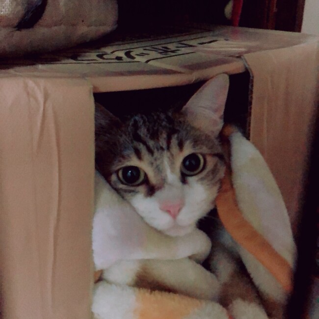 ベルニャンコのカバー写真