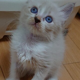 キュンキュンな子猫フーゴちゃん