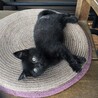 子猫の里親募集 サムネイル4