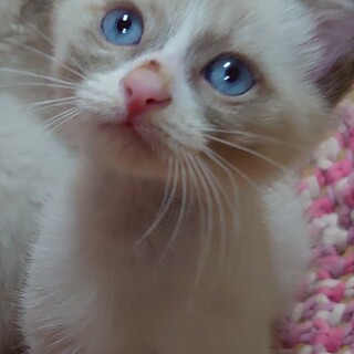 お調子もんのグスタフ君