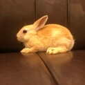 ◇うさぎ◇生後約2ヶ月　ネザーランドドワーフ