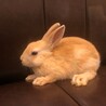 ◇うさぎ◇生後約2ヶ月　ネザーランドドワーフ サムネイル2