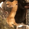 ◇うさぎ◇生後約2ヶ月　ネザーランドドワーフ サムネイル3