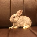 ◇うさぎ◇生後約2ヶ月　ネザーランドドワーフ