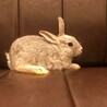 ◇うさぎ◇生後約2ヶ月　ネザーランドドワーフ サムネイル2