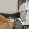 ◇うさぎ◇生後約2ヶ月　ネザーランドドワーフ サムネイル3