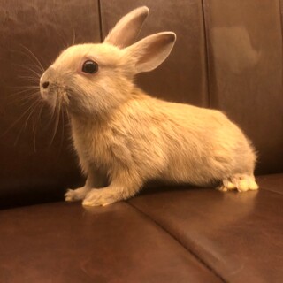 ◇うさぎ◇生後約2ヶ月　ネザーランドドワーフ