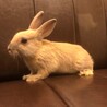 ◇うさぎ◇生後約2ヶ月　ネザーランドドワーフ サムネイル2