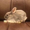  ◇うさぎ◇生後約2ヶ月　ネザーランドドワーフ