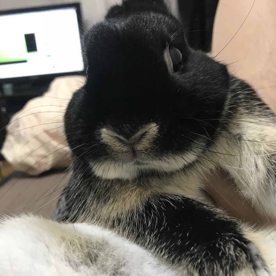 マロのカバー写真