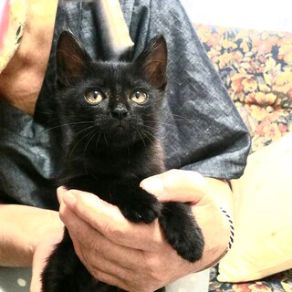 ゴールデンアイツヤツヤ黒猫の仔猫さんの里親募集です