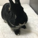 人懐こいウサギの里親さん、募集します！