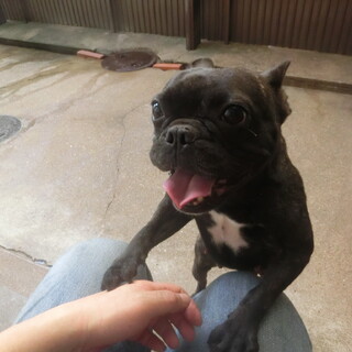 家族の一員として大事に飼ってくださる方