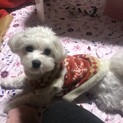 マルプー♀×1歳