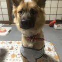 シェパード似雑種♀×1歳